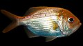 Centroberyx affinis, Redfish.jpg