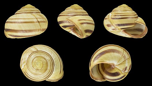 Cepaea nemoralis var. libellula lutescens fasciata :2345