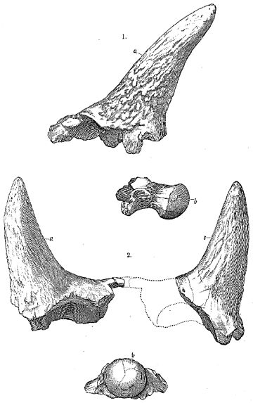 Ceratops montanus