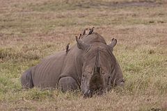 Воловьи птицы и носорог тип. Симбиоз носорога и воловьих птиц. Носорог фото. Носорог со спины. Волоклюи на носороге.