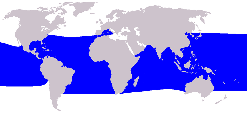 Fil:Cetacea range map Pygmy Killer Whale.PNG