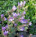 Chaenorrhinum origanifolium 'Blue Dream'