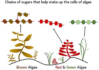 Examples of different types of marine algae, or seaweeds, including brown, red, and green types Each type of algae has different chains of sugars, known as polysaccharides, which help make up their cells. This means that each fish needs special kinds of enzymes, or molecular scissors, to help break each alga (singular of algae) down into smaller nutrients that are easier to digest. If they do not have the right enzymes, then they will not be able to break down their algae food.[3]