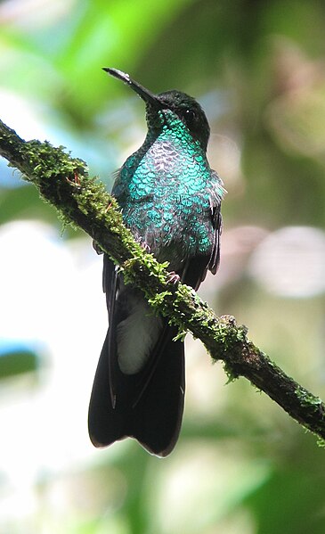 File:Chalybura buffonii Colibrí de Buffon White-vented Plumeleteer (8871869029).jpg