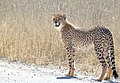 Cheetah (Acinonyx jubatus) juvenile ... (51654543479).jpg