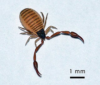 Cheliferoidea Superfamily of pseudoscorpions