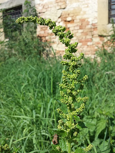 File:Chenopodium bonus-henricus sl20.jpg