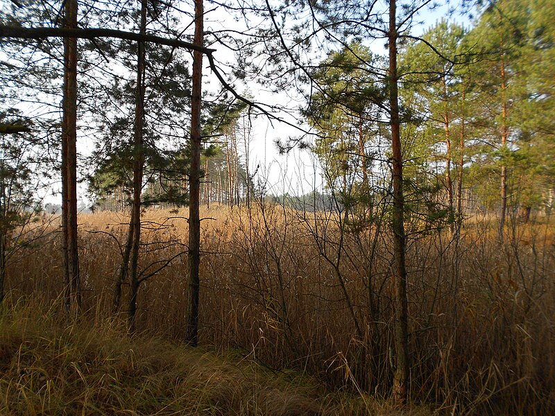 File:Cherkas'kyi district, Cherkas'ka oblast, Ukraine - panoramio (531).jpg