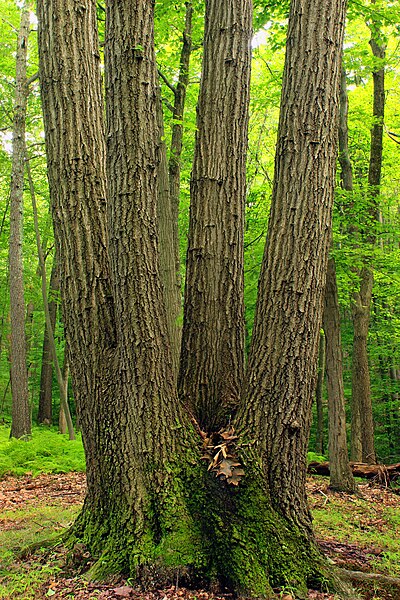 File:Cherry Valley National Wildlife Refuge (Revisit) (12) (15026764972).jpg