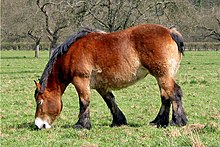 Ardennes horse - portrait - SuperStock