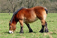 The Ardennais (or Ardennes) - Young Equestrian