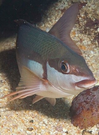 <i>Chirodactylus brachydactylus</i> Marine fish native to southern Africa