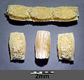 Parts of a silique