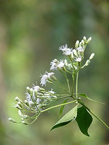 Flower in Kerala Chromolaena odorata 2 by kadavoor.JPG