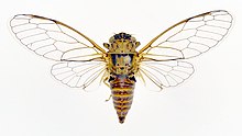 Cicadettana calliope calliope erkak US.IL.QHR erkak dorsal view.jpg