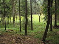 Čeština: Národní přírodní památka Cikánský dolík. Okres Kladno, Česká republika. English: National nature monument Cikánský dolík, Kladno District, Czech Republic.