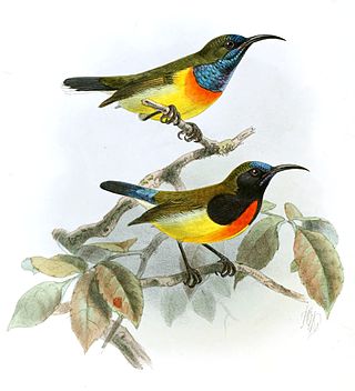 <span class="mw-page-title-main">Palawan sunbird</span> Species of bird