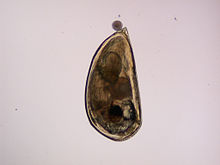 Larva cipris