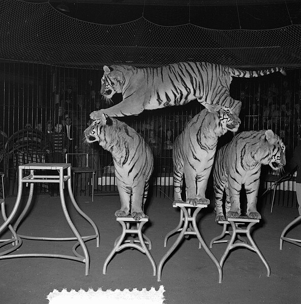 File:Circus Strassburger Amsterdam, Bestanddeelnr 906-2120.jpg