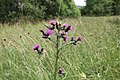 * Nomination Cirsium palustre on a wet meadow near Kařez, Central Bohemian Region, Czechia --Nefronus 20:20, 14 July 2021 (UTC) * Promotion Quality of the flowers is good. Mildly blurred background is distracting to me. I wonder if a portrait or square crop would improve? --Tagooty 13:38, 15 July 2021 (UTC) Thank you for the review. I’d prefer not to crop, because this way it is possible to see the plant’s habitat (blurred, yet you can get the idea). It is how the plant occurs outside places (to a higher degree) altered by human activity. --Nefronus 17:02, 15 July 2021 (UTC)  Support Ok. --Tagooty 08:38, 19 July 2021 (UTC)