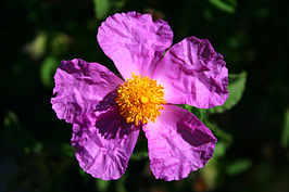 Cistus albidus