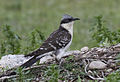 Clamator glandarius - Great Spotted Cuckoo.jpg