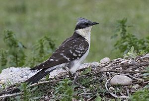 Common Blue Cuckoo (Clamator glandarius)