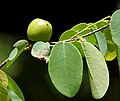 Cleistanthus collinus (Garari) in Narsapur forest, AP W IMG 0166.jpg