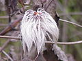 Clematis fargesii0.jpg