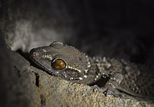 Closeup photo of Dutta's mahendragiri gecko.jpg