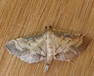 <i>Cnaphalocrocis poeyalis</i> Species of moth