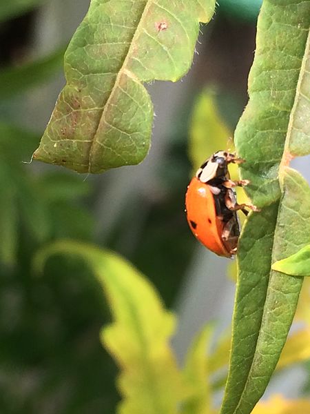 File:Coccinelle .jpg