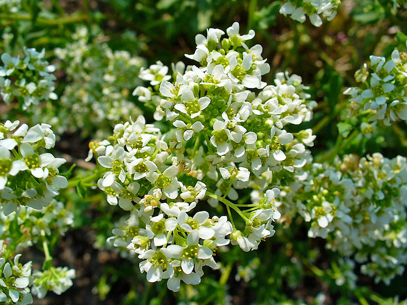 File:Cochlearia officinalis 002.JPG