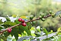 * Nomination Coffee berries in Hacienda Guayabal, Caldas Department, Colombia --Bgag 00:54, 21 January 2021 (UTC) * Promotion  Support Good quality. --Steven Sun 02:35, 21 January 2021 (UTC)