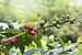 Coffee berries in Hacienda Guayabal, Colombia.jpg