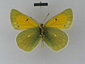 ♀ ventral side