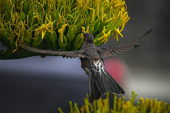 Colibrí alimentándose Photograph: Joseloop