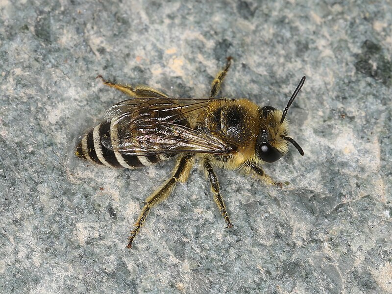 File:Colletes daviesanus (43042402732).jpg