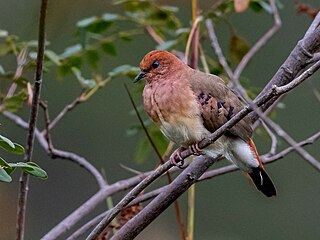 <span class="mw-page-title-main">Blue-eyed ground dove</span> Species of bird