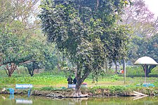 Comilla Zoo & Botanical Garden 2018-01-13 (11).jpg