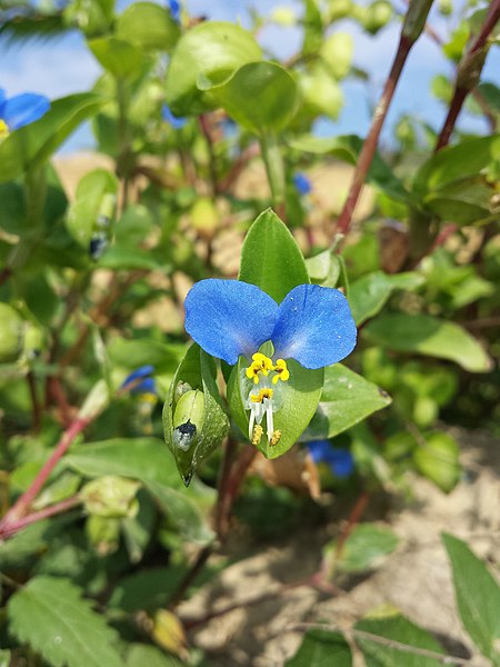 File:Commelina communis sl11.jpg