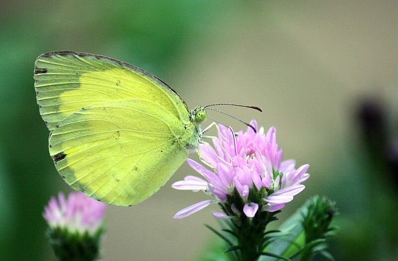 File:Common Grass Yellow (Eurema hecabe).JPG