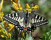 Common Yellow Swallowtail - Papilio machaon I IMG 6962.jpg