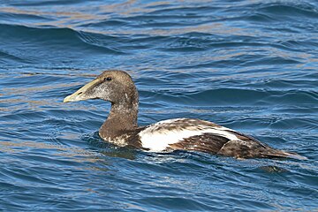 Common eider Somateria mollissima ♂