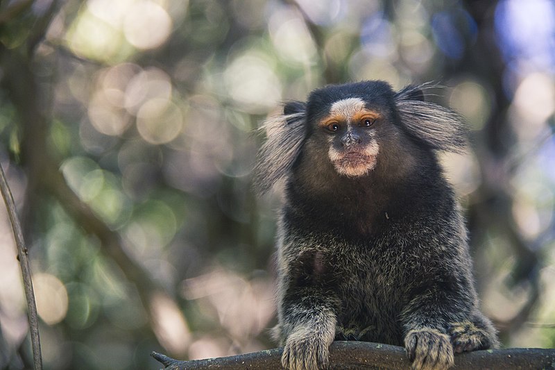 File:Common marmoset (Callithrix jacchus) Rio 2015.jpg