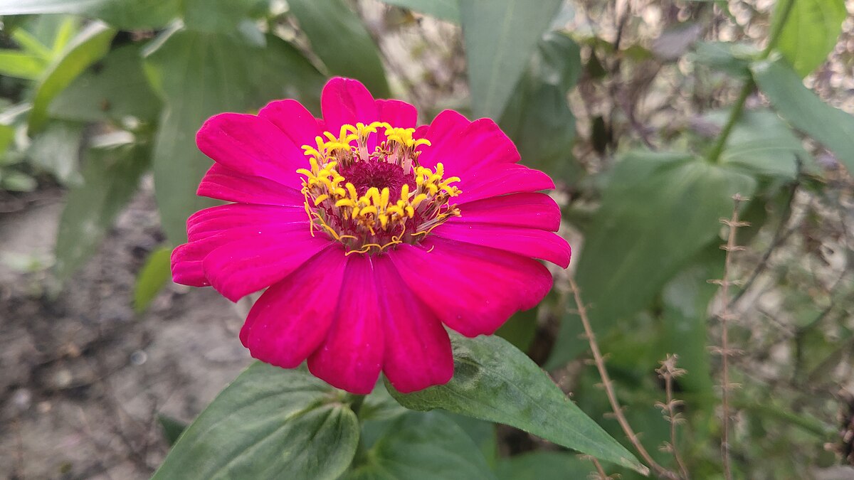 Циния scabiosaeflora