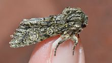 Copivaleria grotei – Grote itu Pucat Moth.jpg