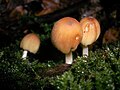 Coprinus micaceus