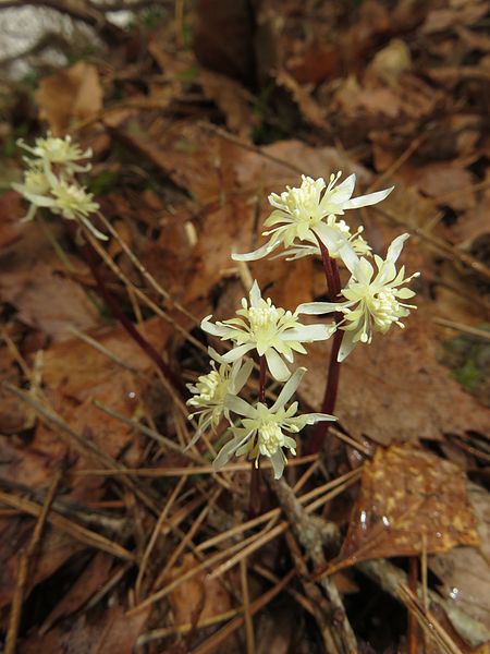 File:Coptis japonica var. anemonifolia 4.JPG