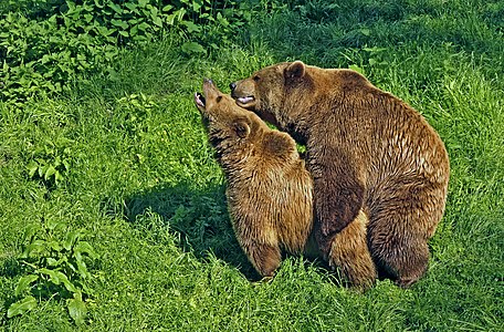 Copulating pair of brown bears